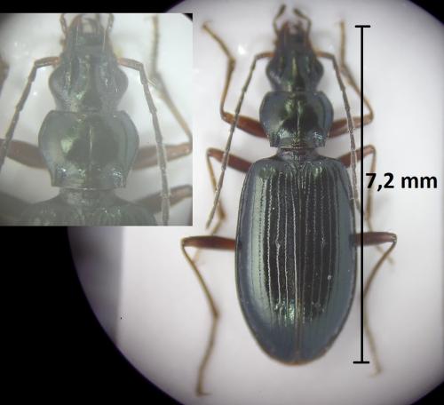 Bembidion longipes
